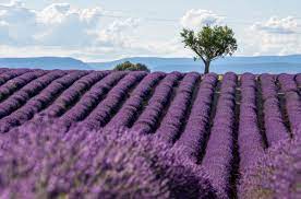 Watch the scenery change from mountain landscapes to the vibrant lavender fields of Provence. 
