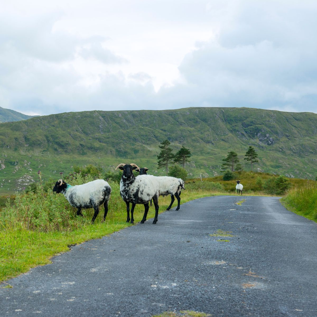 A group of sheep gather on a narrow road