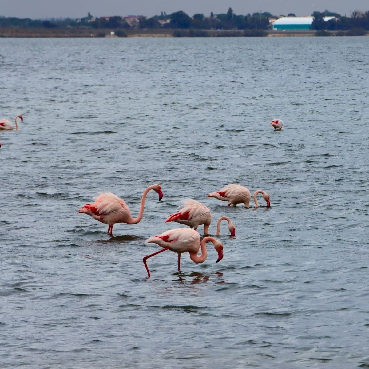 Observe wild birds along the Mediterranean