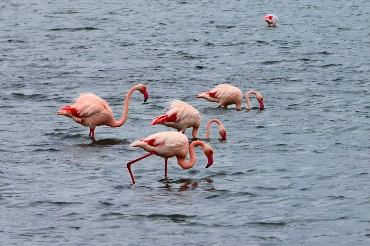 Observe wild birds along the Mediterranean