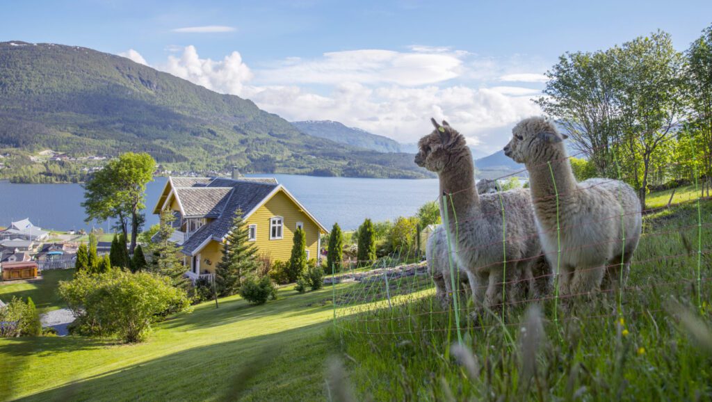 Two llamas on a hill looking at the hotel and fjord