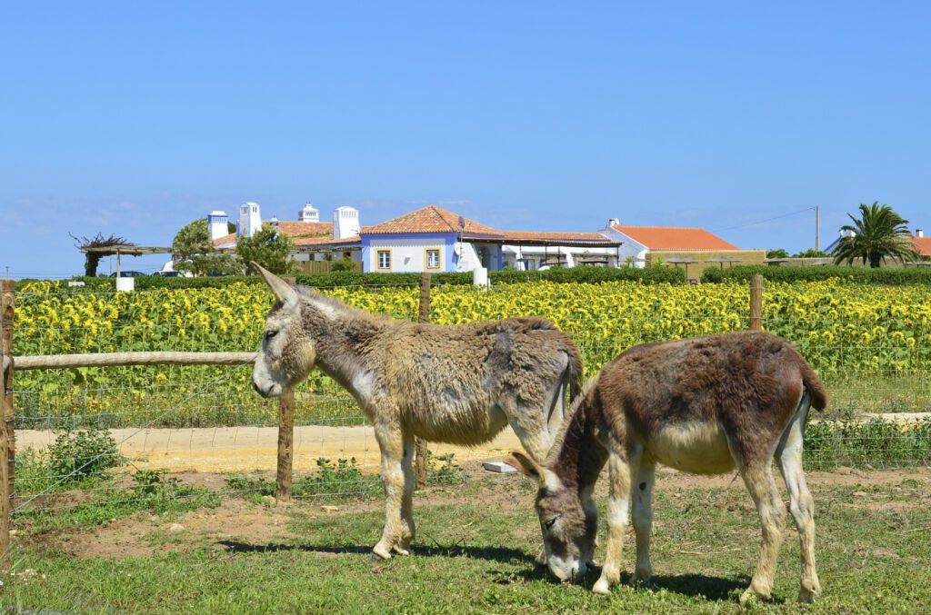Portugal Hiking & Walking Tour
