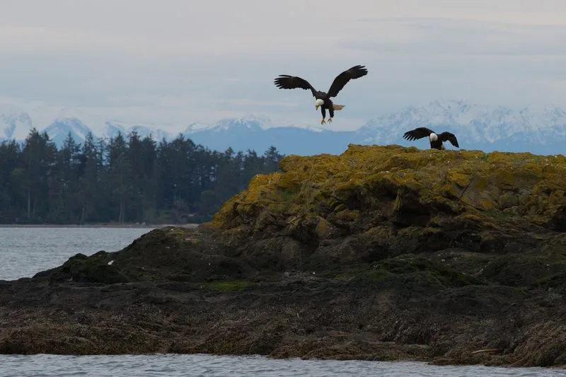 Island wildlife cruise 