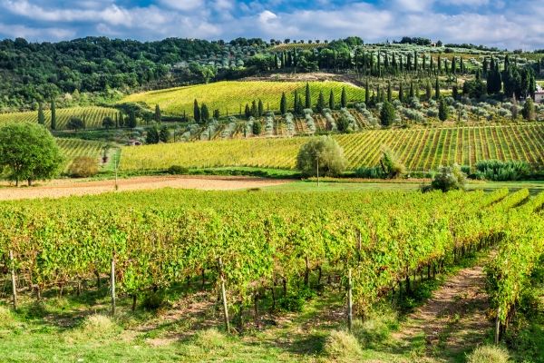 Lunch amidst the vineyards