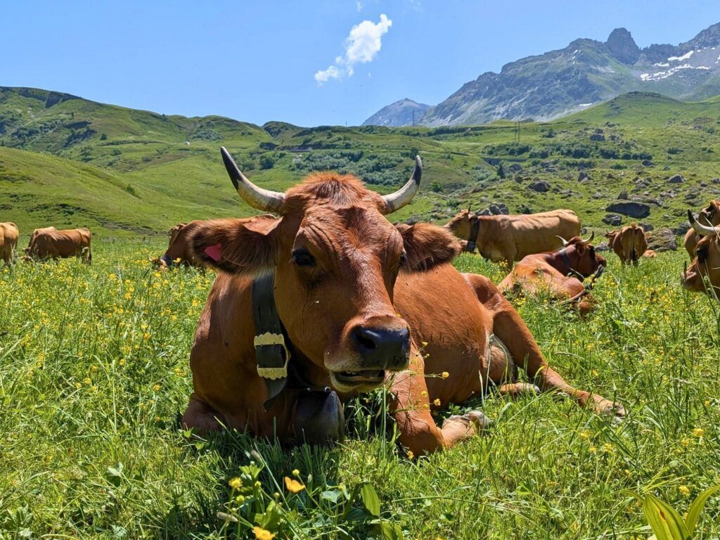 French and Italian Alps Hiking & Walking Tour