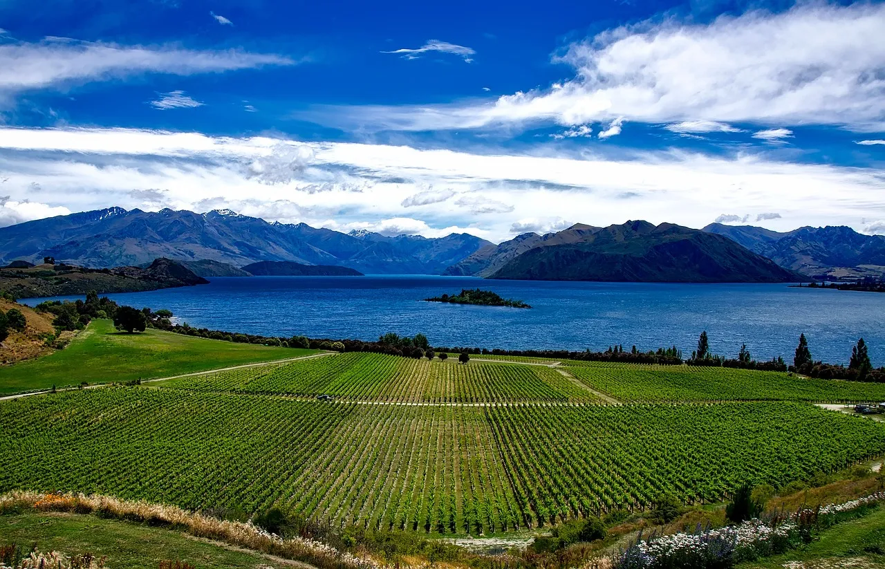 Take in the vineyard views on the Wanaka Lakefront