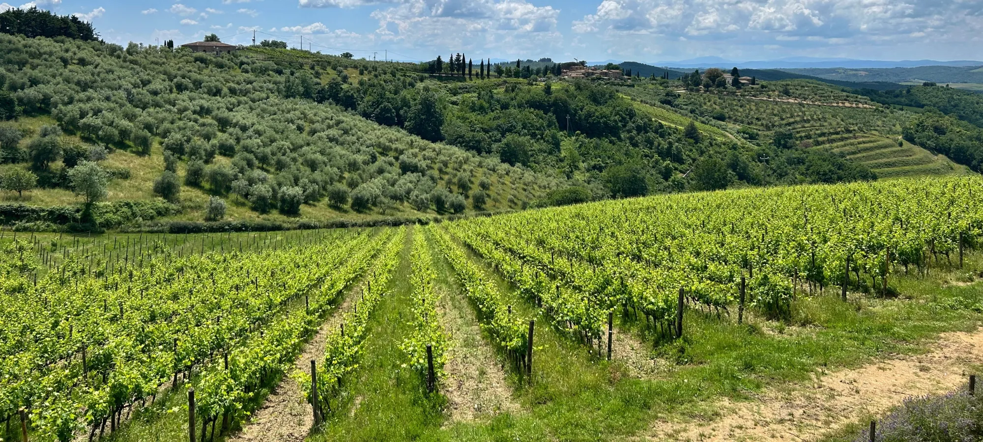 Tuscany and Cinque Terre Hiking & Walking Tour