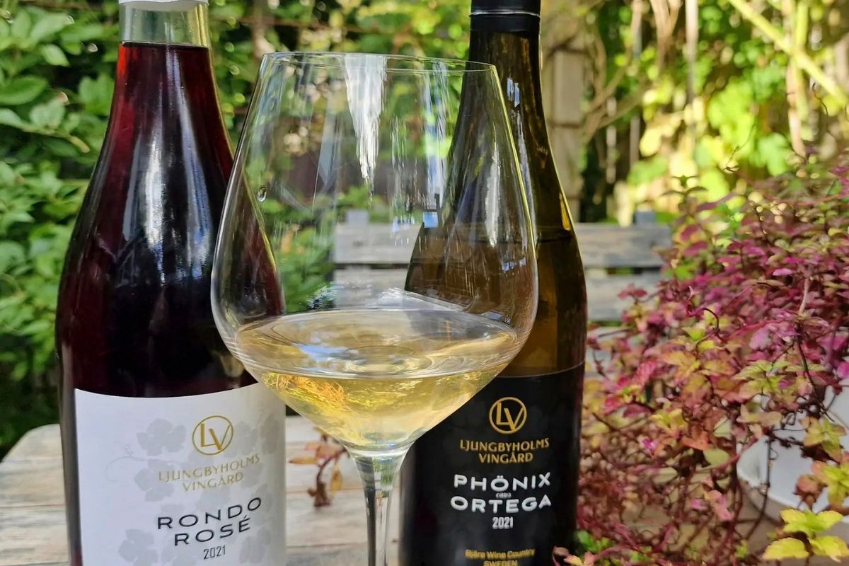 Visit to Ljungbyholm’s Vineyard