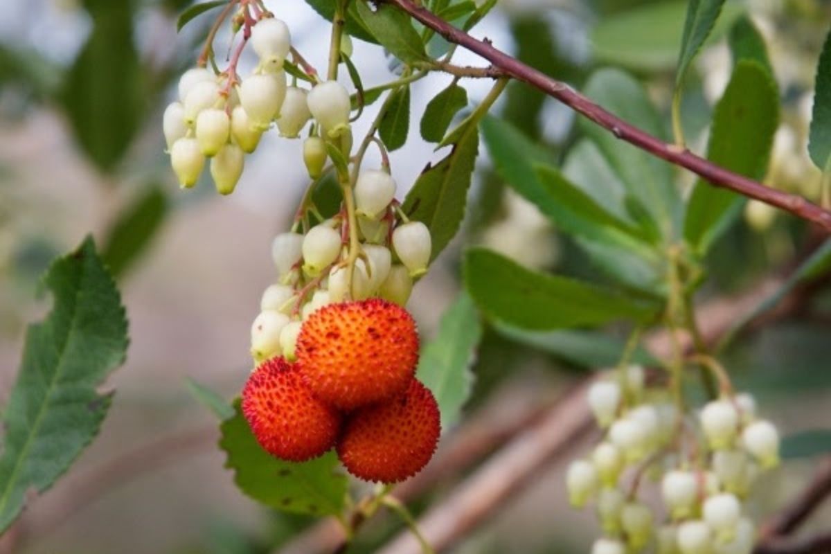 Aguardente de Medronhos