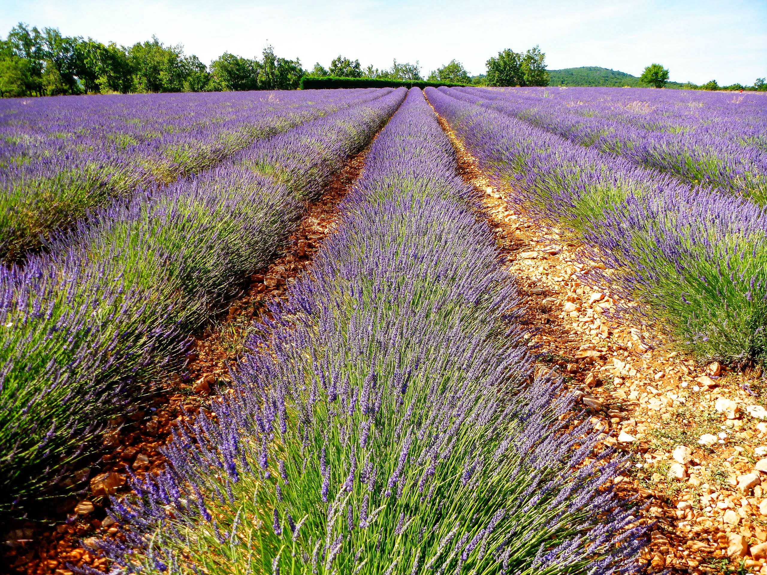 Rows of Lavender fields in Provence.