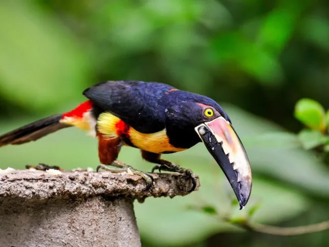 Costa Rica Hiking & Walking Tour