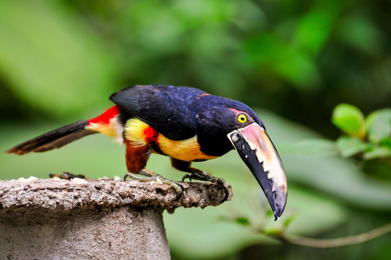 Costa Rica Hiking Tour | Rainforests, Cloud Forests \u0026 Coastal Trail, image size:1600x1063