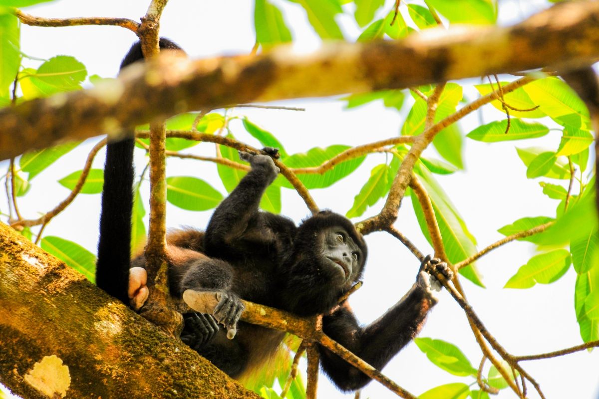 The Curicancha Wildlife Refuge