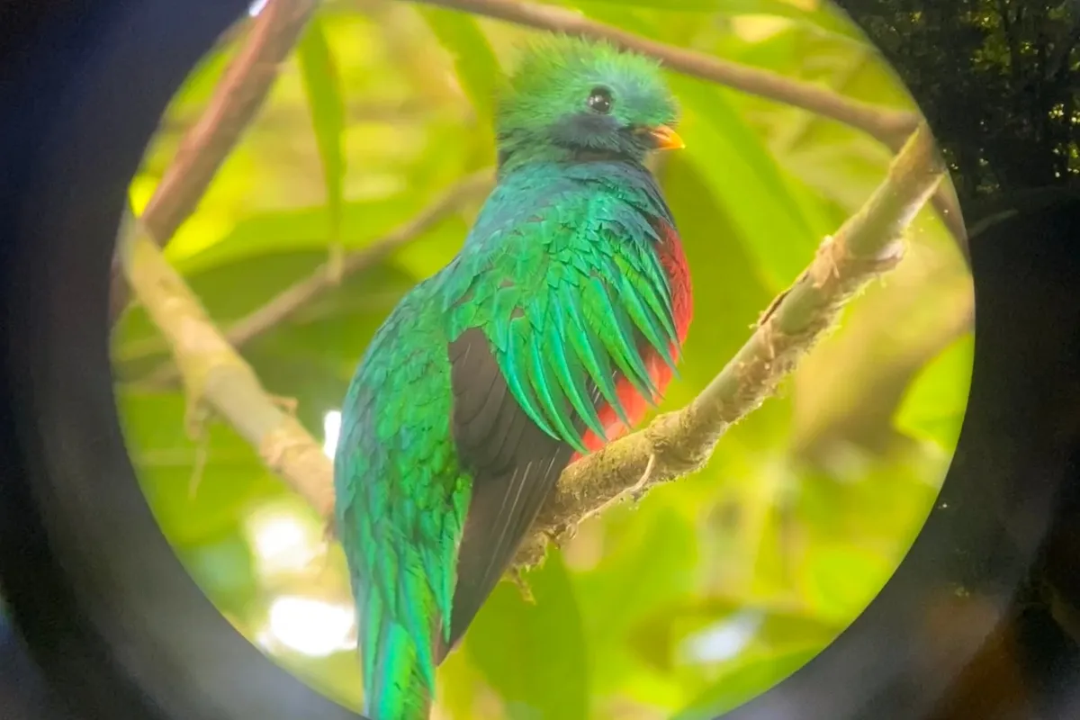 Bird watching in Santa Elena Cloud Forest Reserve