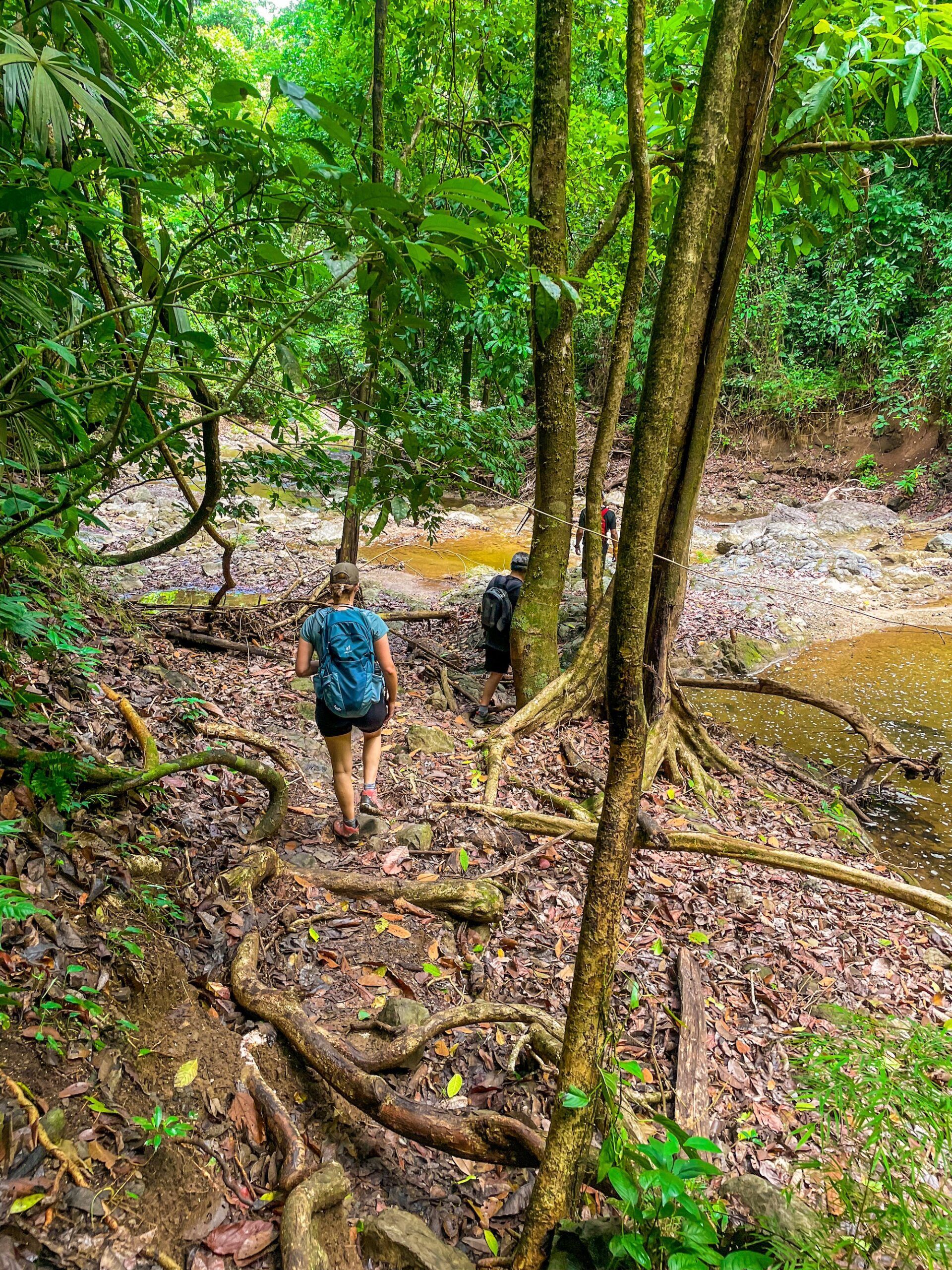 Costa Rica Hiking Tour | Rainforests, Cloud Forests \u0026 Coastal Trail, image size:1920x2560