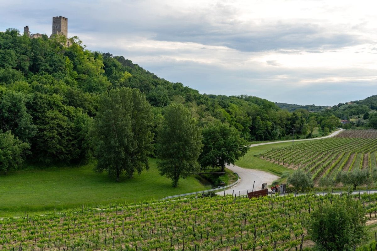 Momjan Castle above vineyards