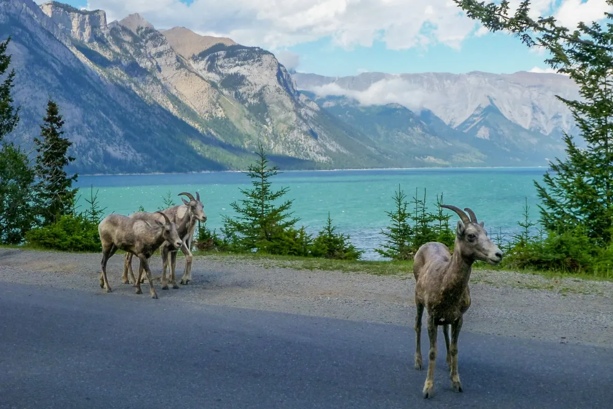 Watching for wildlife along the Lake Minnewanka shore