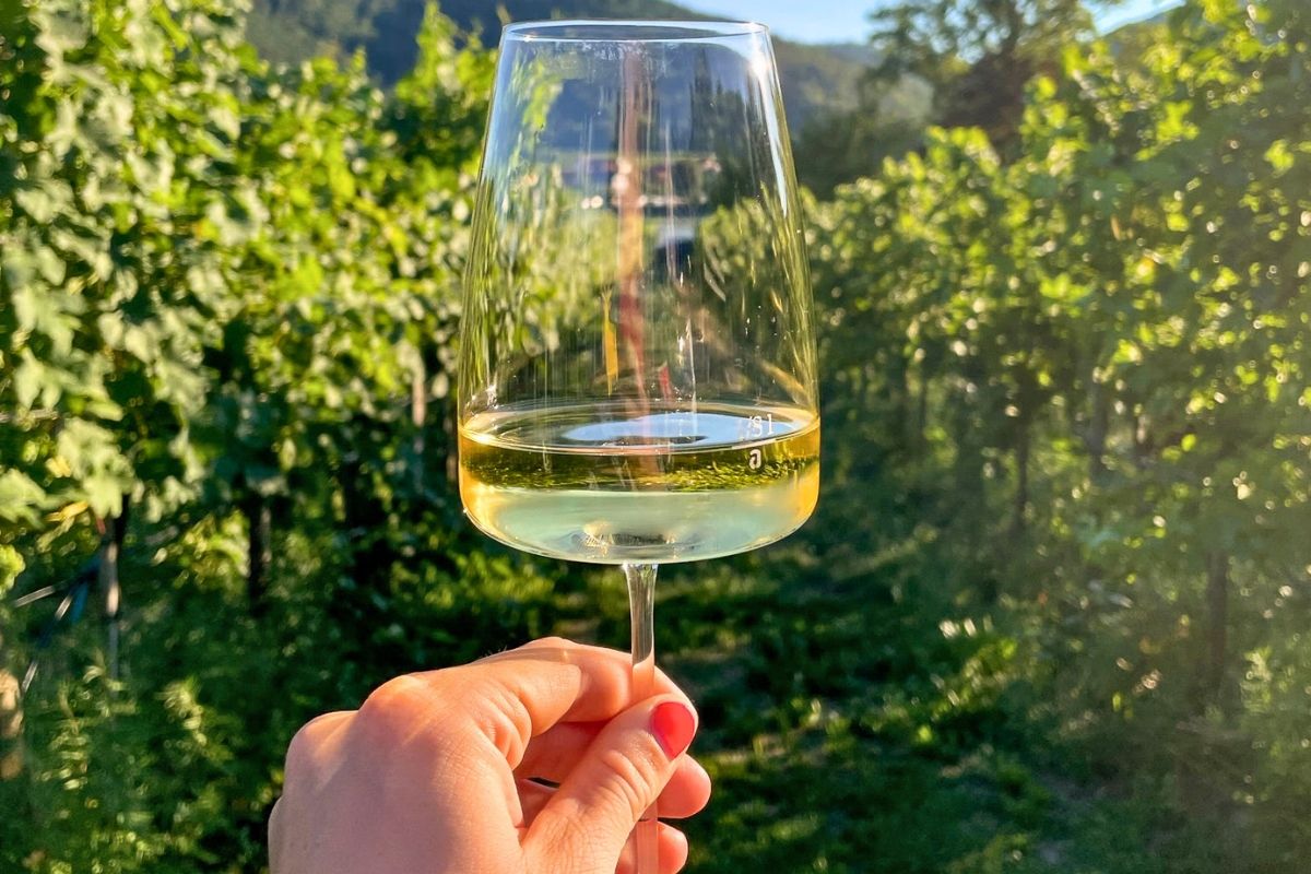A private tasting in the Rías Baixas wine country