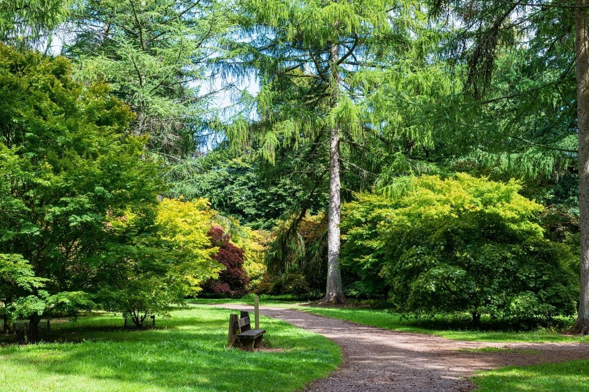 Westonbirt country lanes