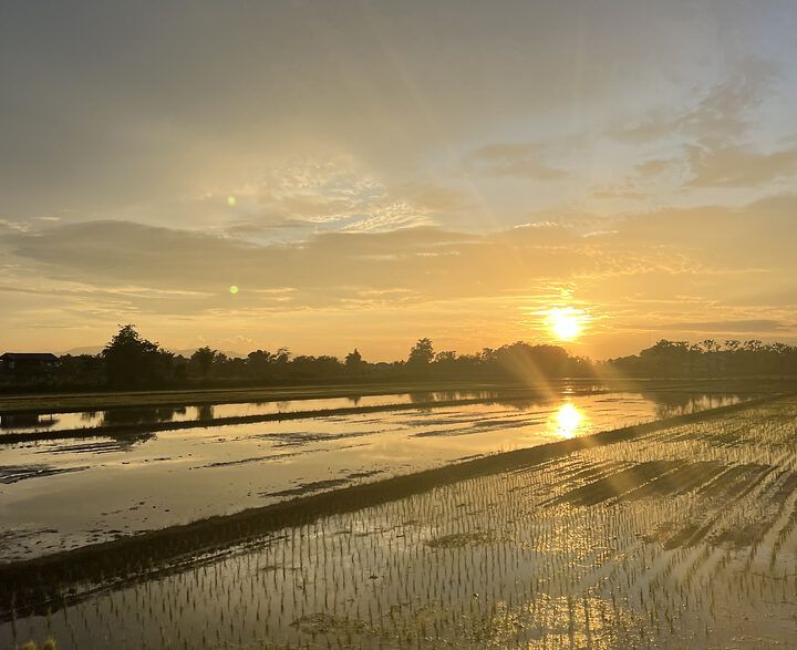 Enjoy the morning light over rice paddies