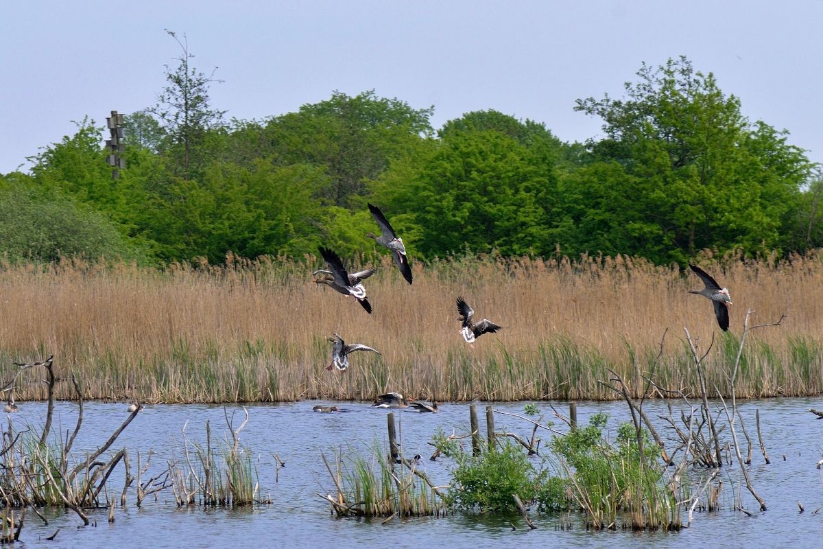 Country #1 — Denmark | Amager's Coastal Nature Reserves