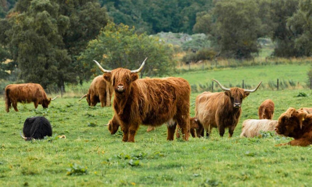 Scotland Self-Guided Bike Tour 2027