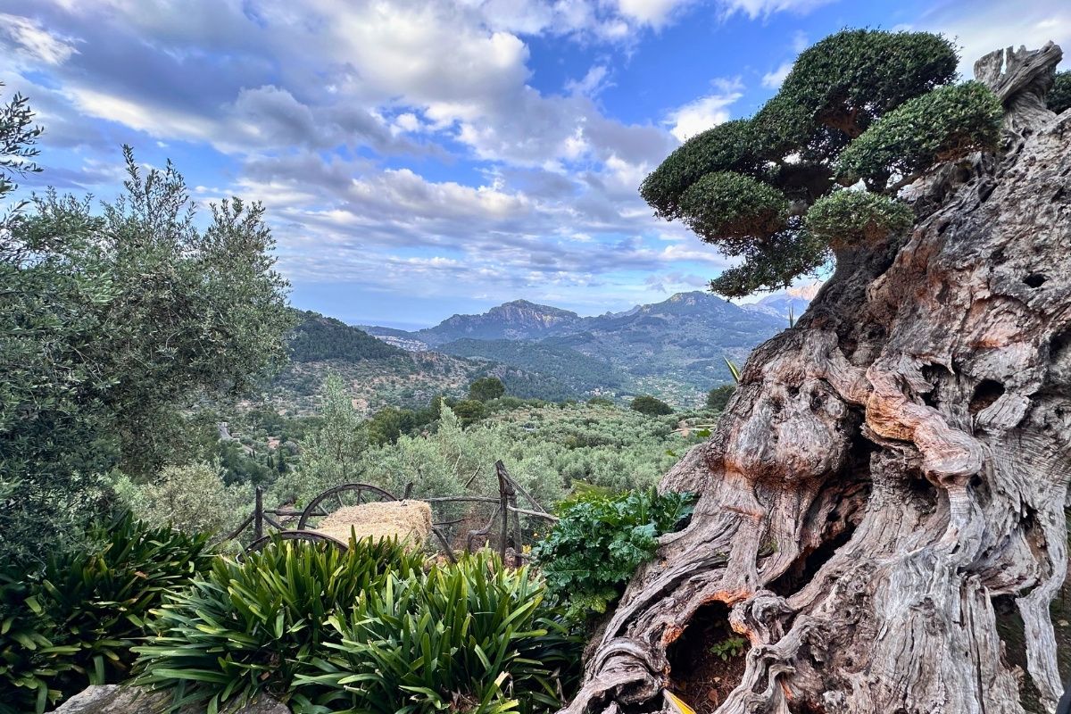 Lunch with views of the Tramuntana mountains
