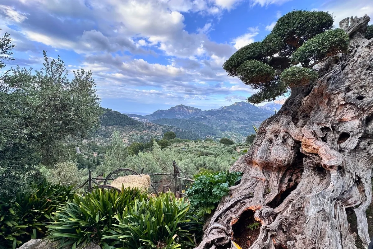 Lunch with views of the Tramuntana mountains